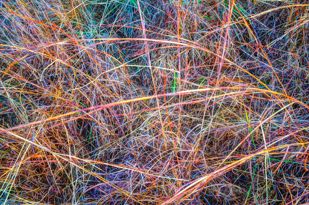 color image of grass